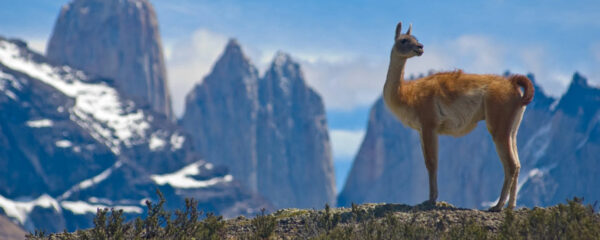 Patagonie-argentine-écotourisme